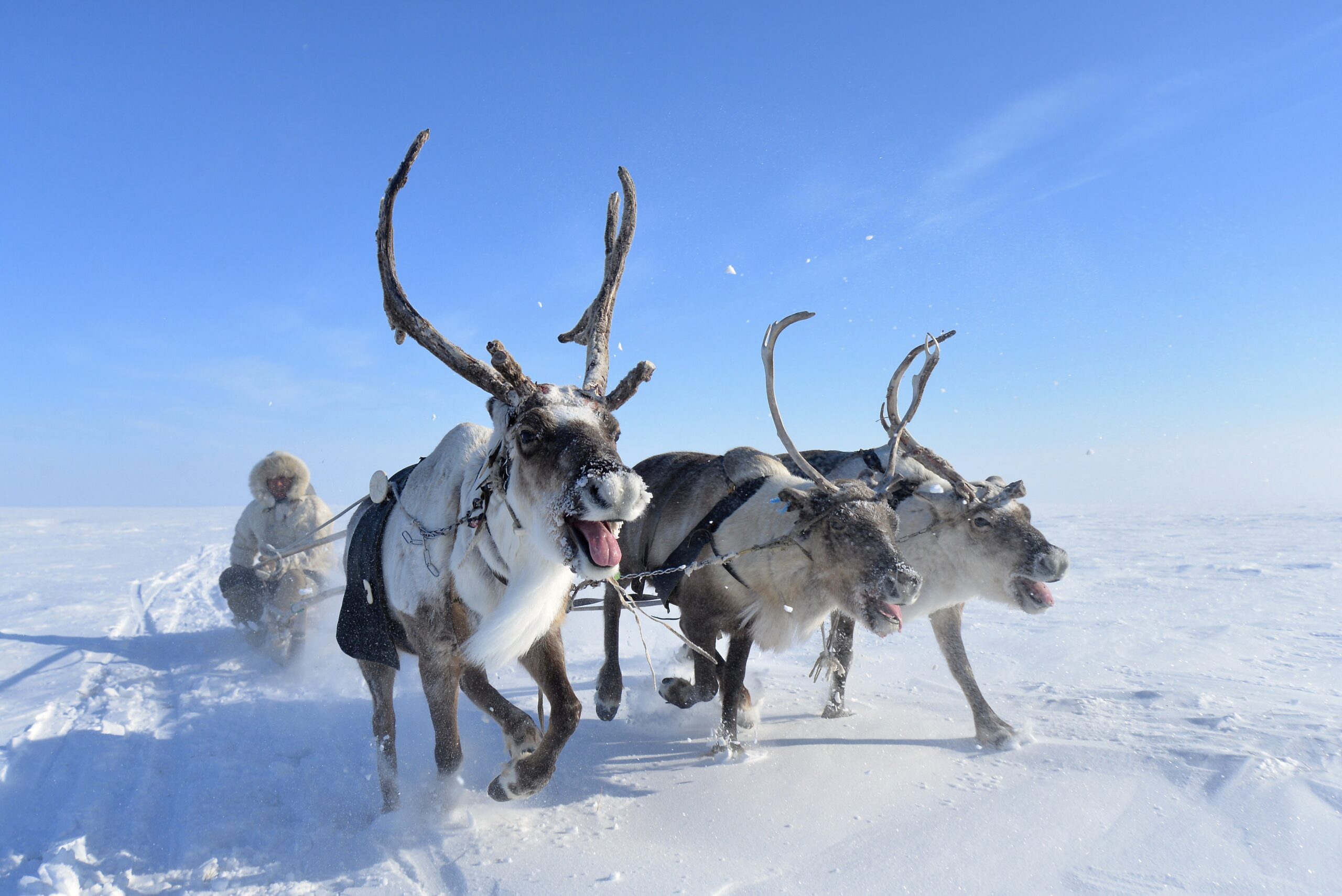 Chaos Tours: Zu Besuch bei den Dolganen, den nordsibirischen Rentiernomaden
